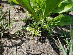 Image of Dwarf medlar