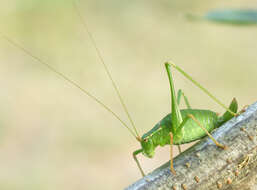 Image of speckled bush-cricket