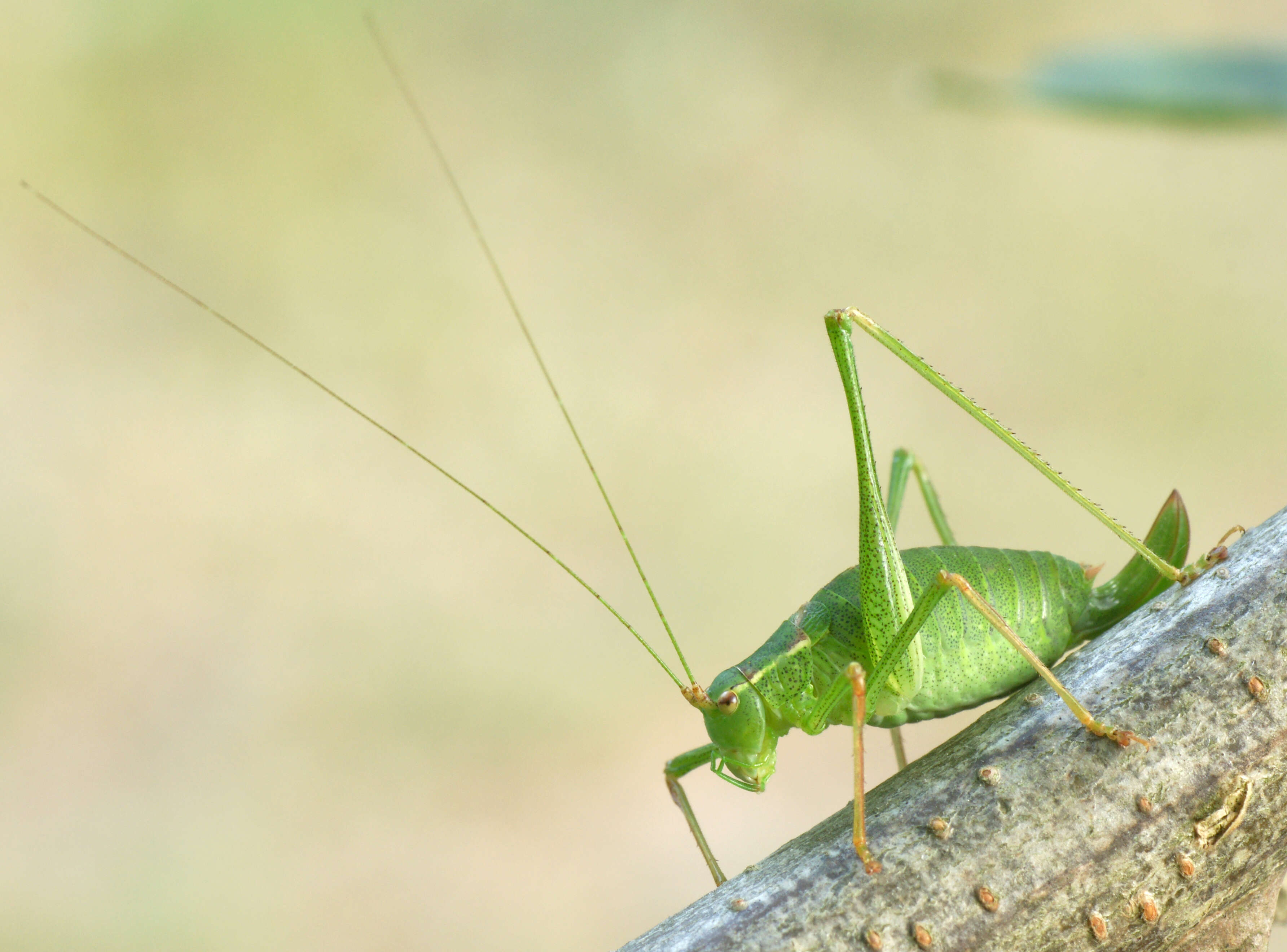 Image of speckled bush-cricket