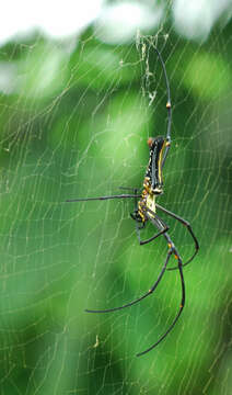 Image of Nephila pilipes (Fabricius 1793)