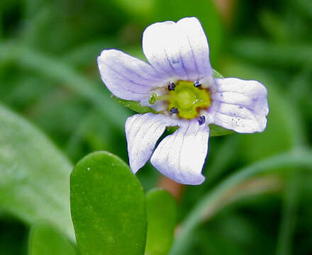 Plancia ëd Bacopa monnieri (L.) Pennell