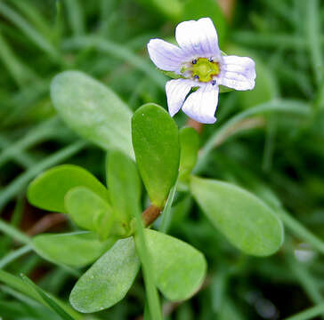 Image of Brahmi