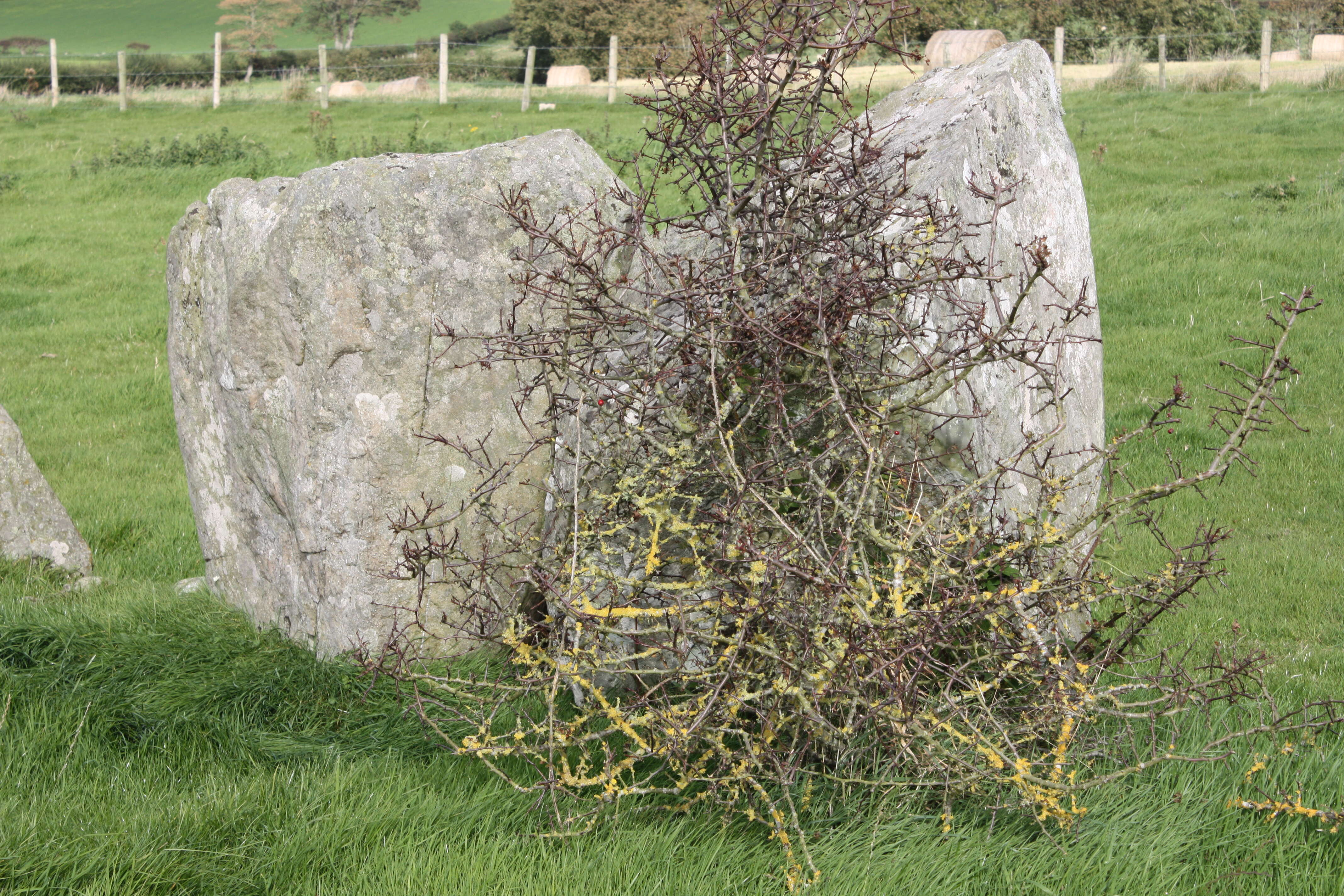 Image of Common Hawthorn