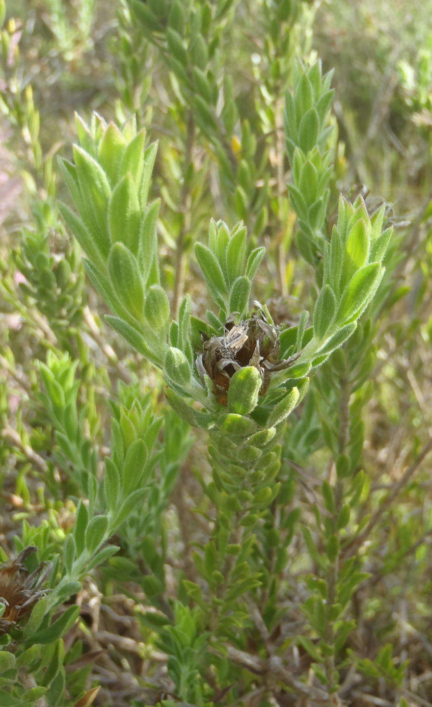 Plancia ëd Oedera calycina subsp. calycina