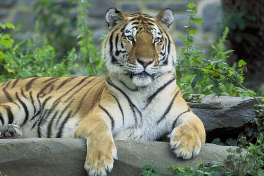 Image of Amur Tiger