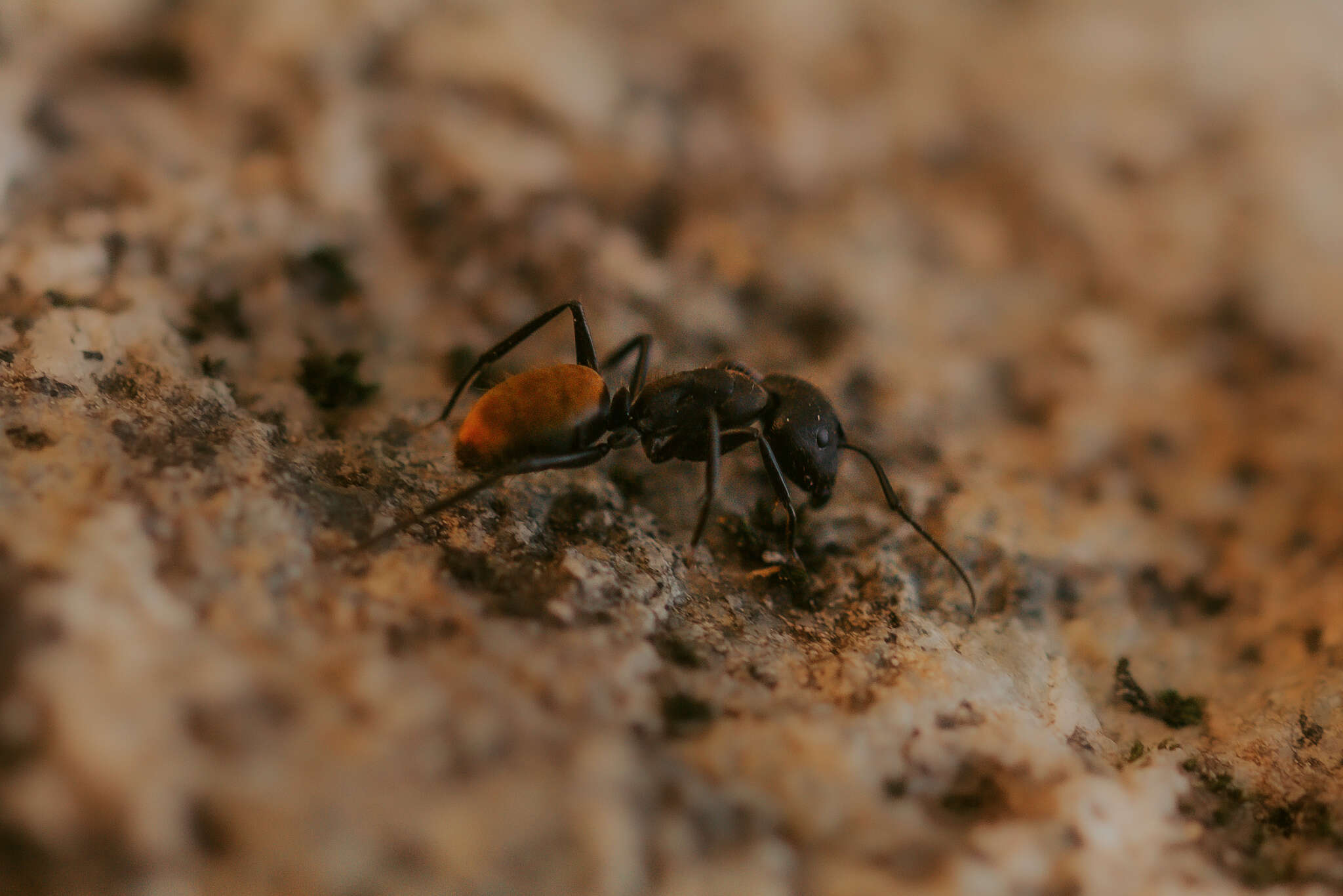 Image of Camponotus chilensis (Spinola 1851)