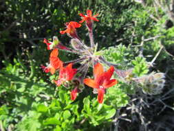 Image of Scarlet pelargonium