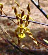 صورة Dendrobium trilamellatum J. J. Sm.