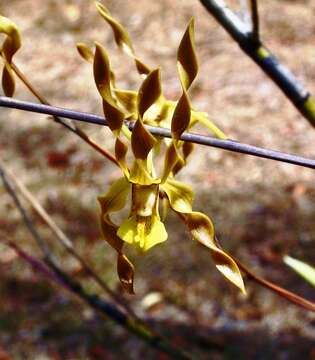 Sivun Dendrobium trilamellatum J. J. Sm. kuva