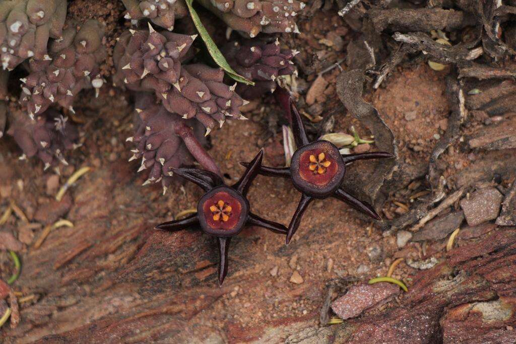 Image de Ceropegia caespitosa subsp. caespitosa