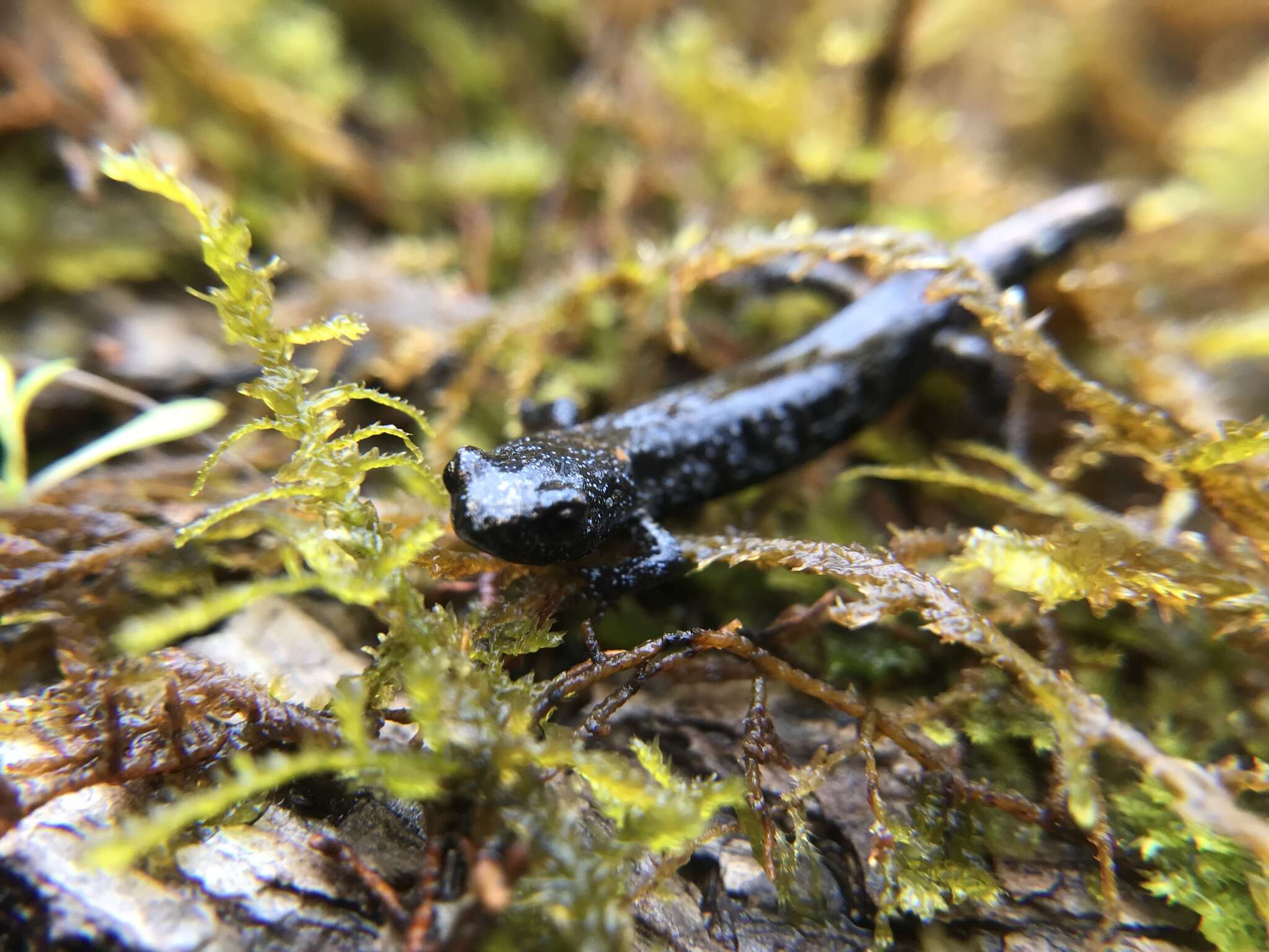 Image of Wandering Salamander