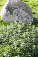 Image of Common Nettle