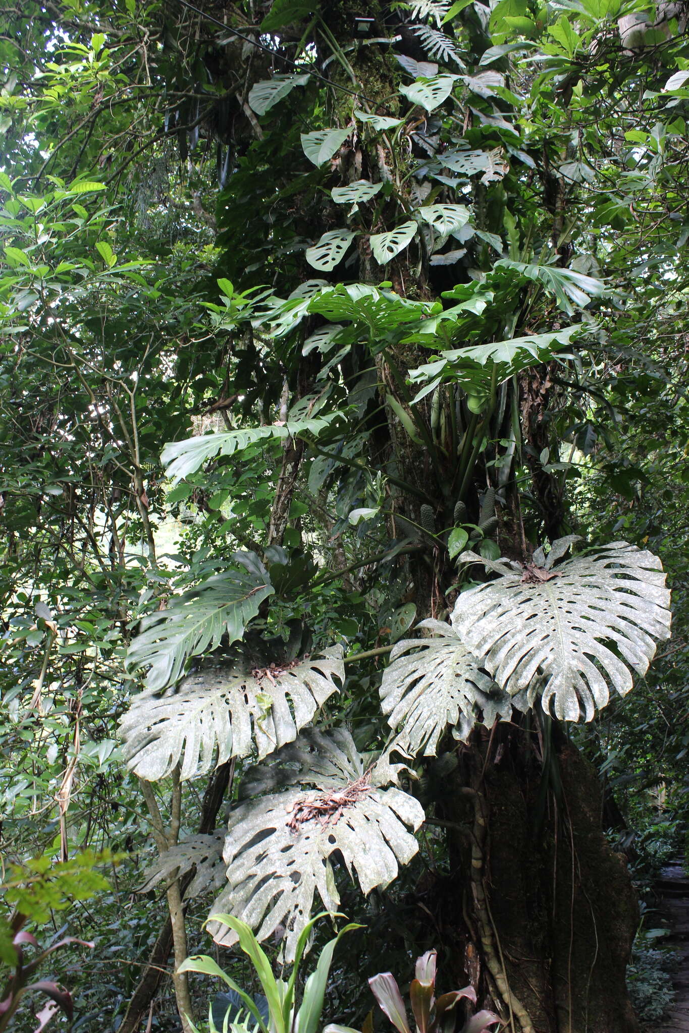 Image of Monstera deliciosa Liebm.