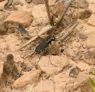 Image of Cicindela (Cicindelidia) rufiventris Dejean 1825