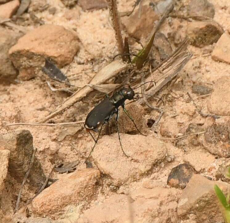 Plancia ëd Cicindela (Cicindelidia) rufiventris rufiventris Dejean 1825