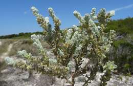 Image of Thymelaea velutina (Pourr. ex Camb.) Endl.