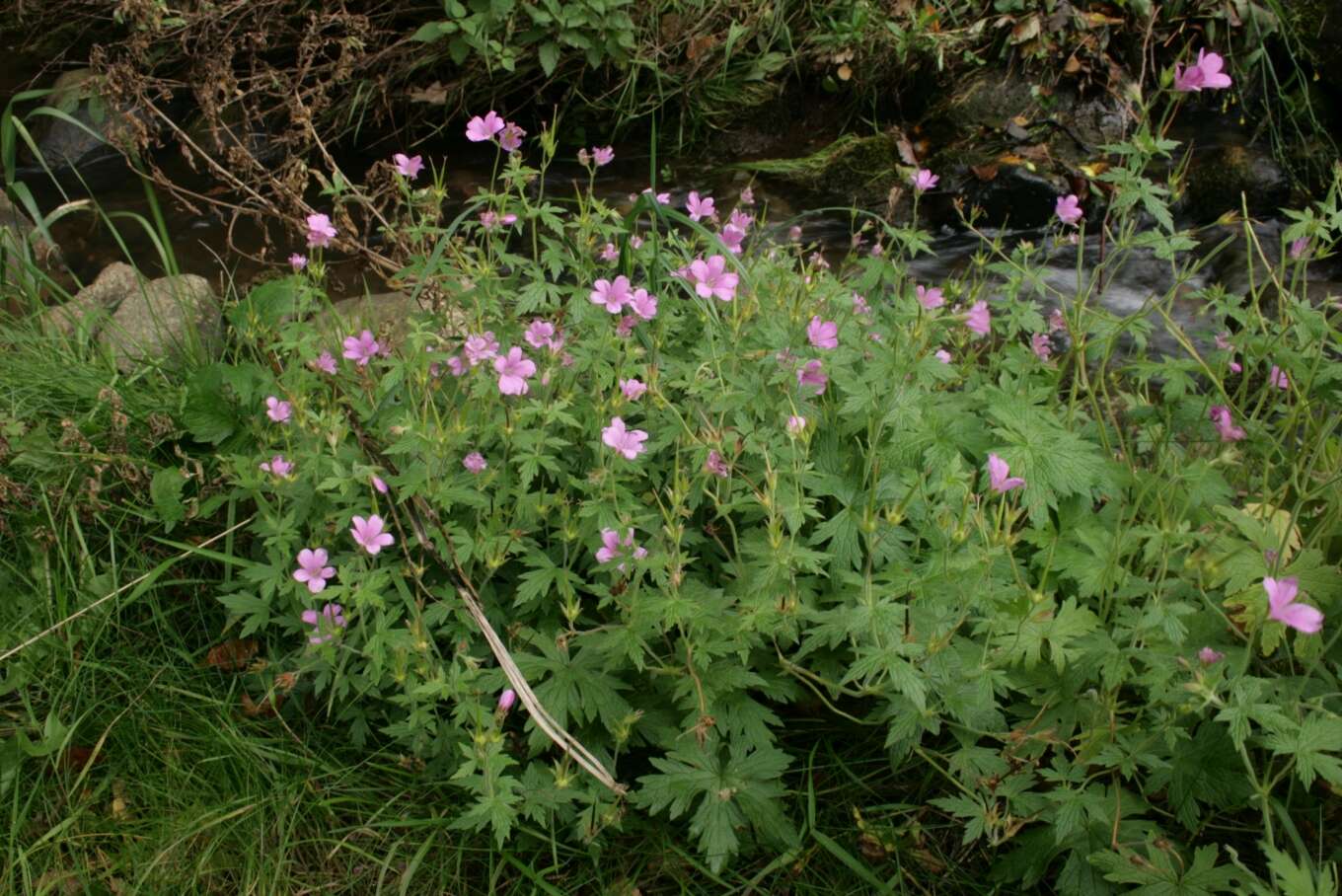 Imagem de Geranium endressii J. Gay