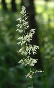 Plancia ëd Phalaris arundinacea L.