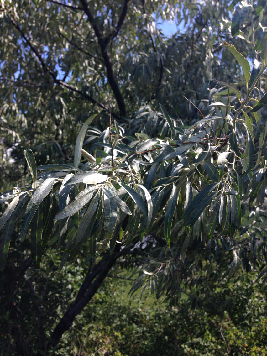 Image of Russian olive