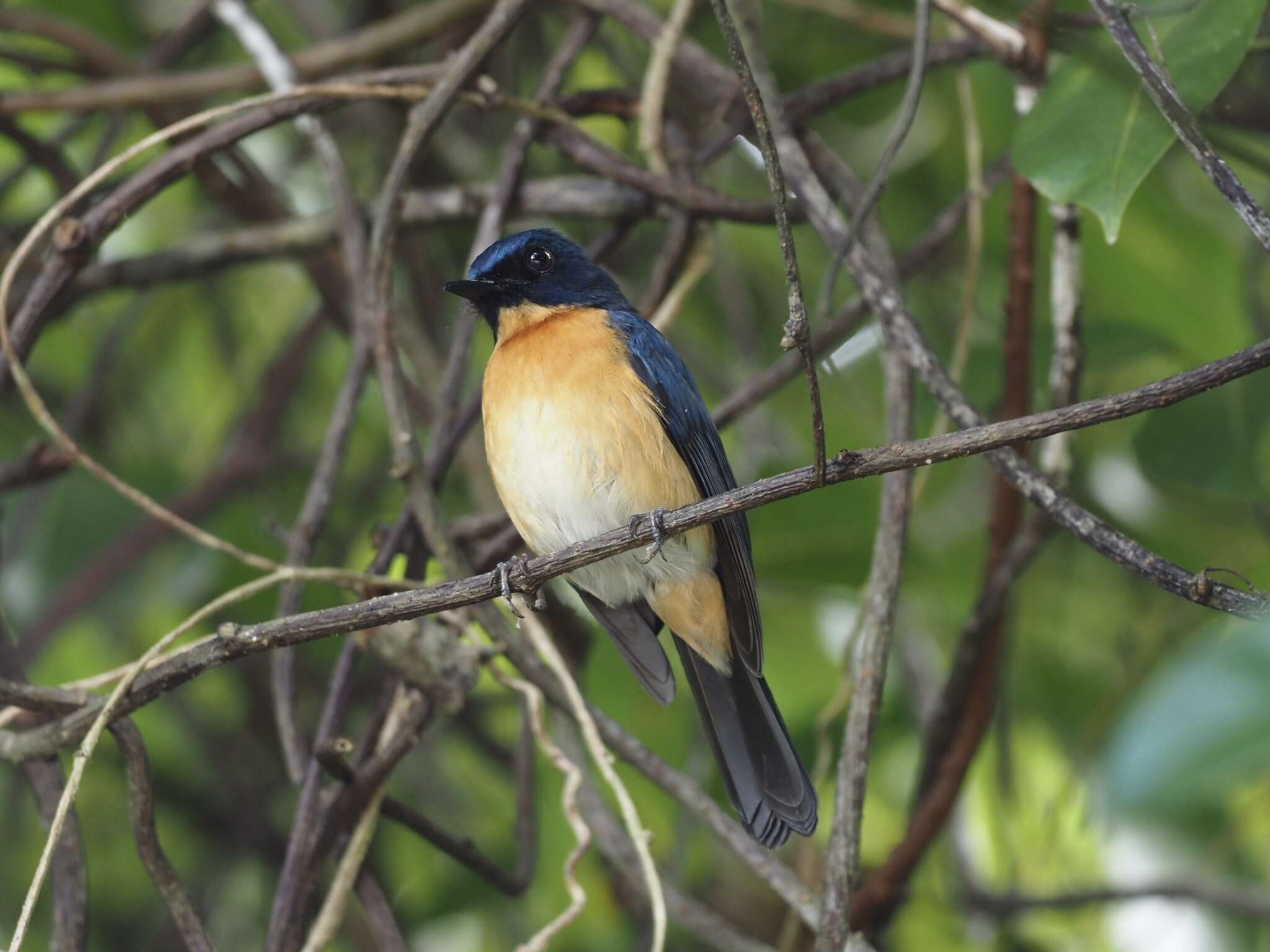 Image de Gobemouche des mangroves