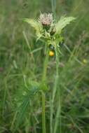 Image of Cabbage Thistle