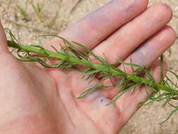 Image of Erigeron blakei Cabrera