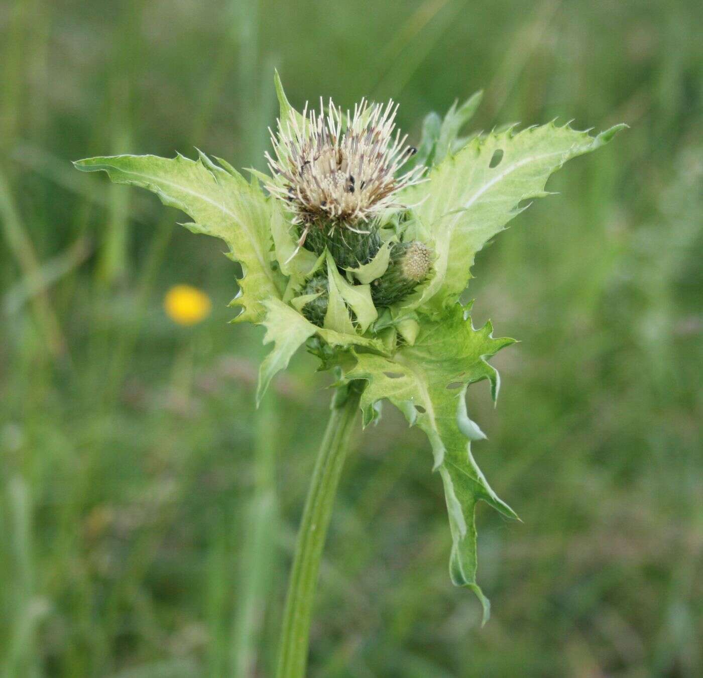 Image of Cabbage Thistle