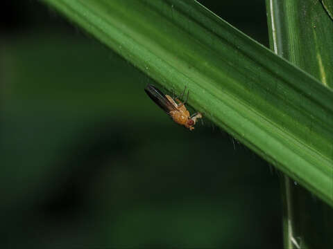 Image of Homoneura laticosta (Thomson 1869)