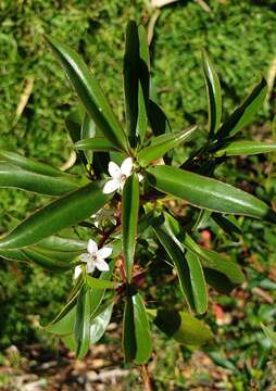 Image of Myoporum viscosum R. Br.