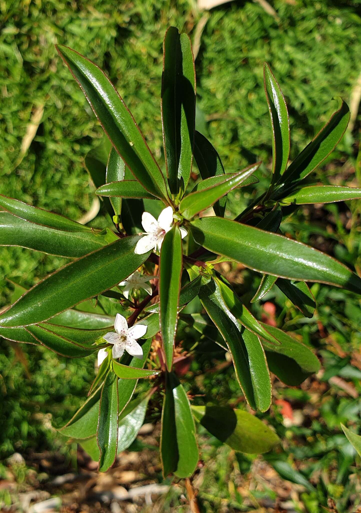 Myoporum viscosum R. Br. resmi