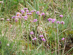 Imagem de Armeria maritima subsp. purpurea (W. D. J. Koch) Löve & Löve