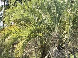 صورة Butia odorata (Barb. Rodr.) Noblick