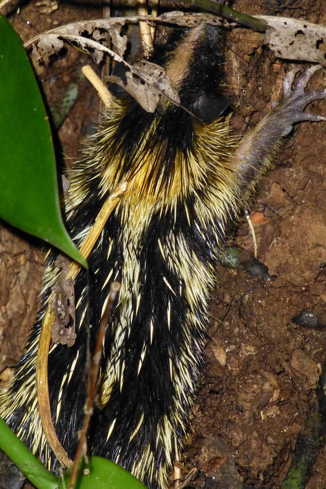 Image of streaked tenrecs