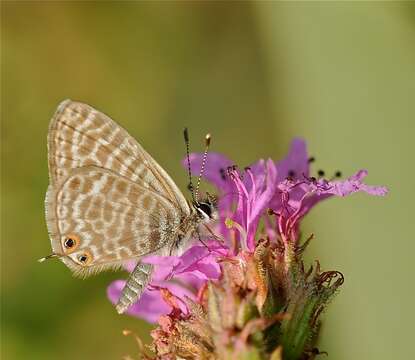 Image of Lang's Short-tailed Blue