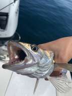 Image of Atlantic hake