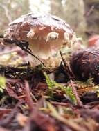 Image of Amanita pantherinoides Murrill 1912