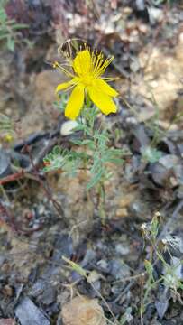 Plancia ëd Hypericum concinnum Benth.