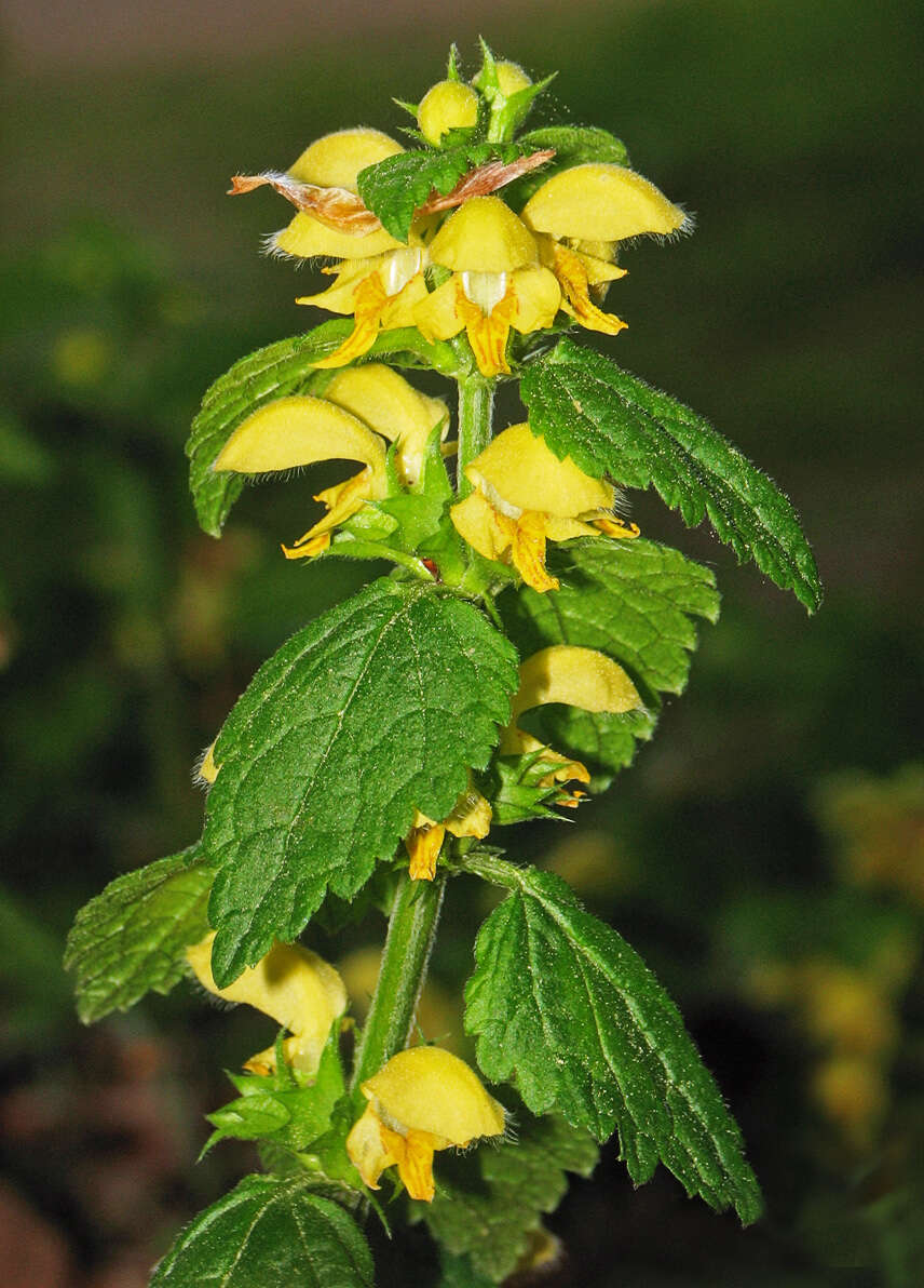 Imagem de Lamium galeobdolon (L.) L.