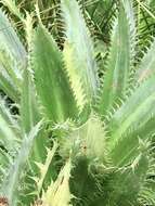 Imagem de Eryngium serra Cham. & Schltdl.