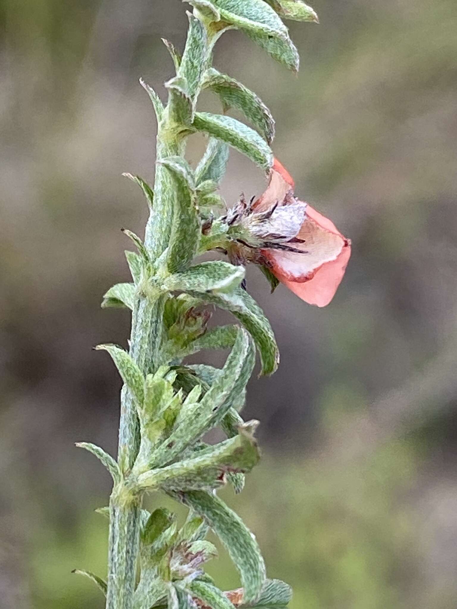 Imagem de Indigofera priorii