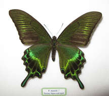 Image de Papilio maackii Ménétriés 1859