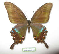 Image de Papilio maackii Ménétriés 1859