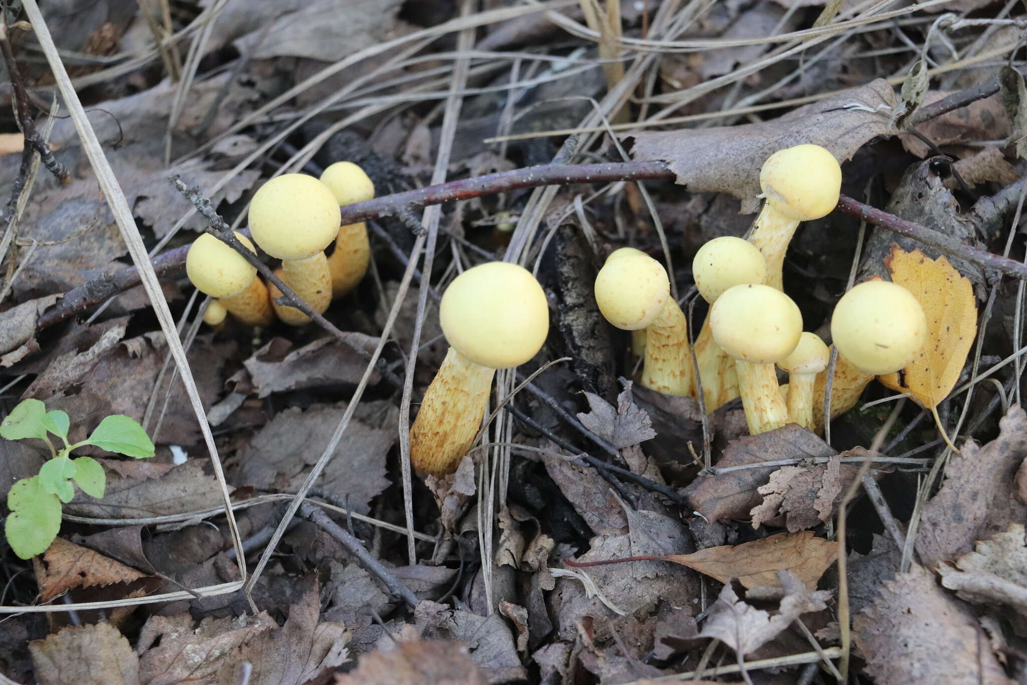 Image of Pholiota alnicola (Fr.) Singer 1951