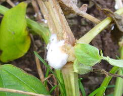 Image of Sclerotinia sclerotiorum (Lib.) de Bary 1884