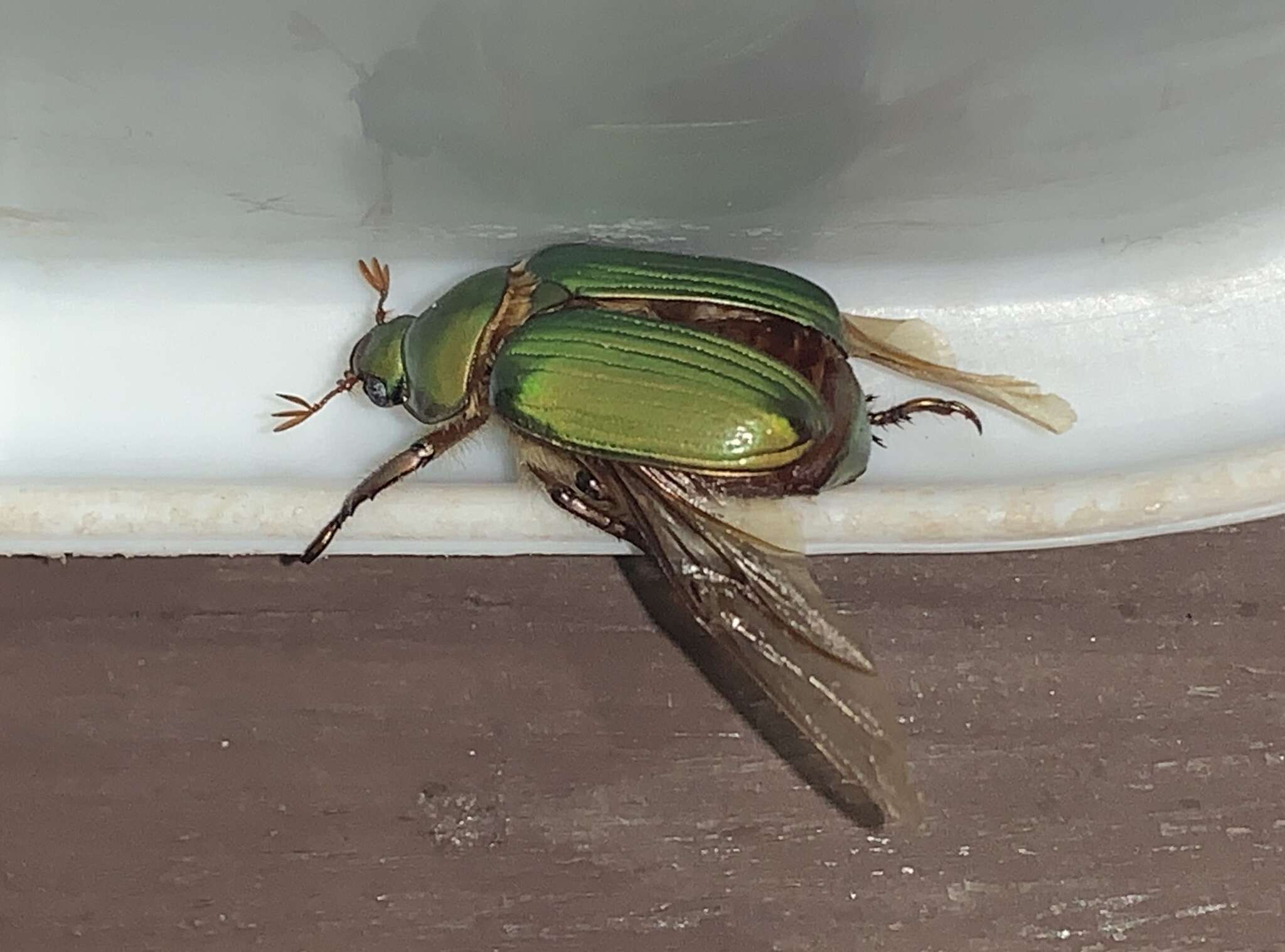 Imagem de Chrysina lecontei (Horn 1882)