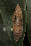 Image of Ratnadvipia karui Raheem & Naggs 2006