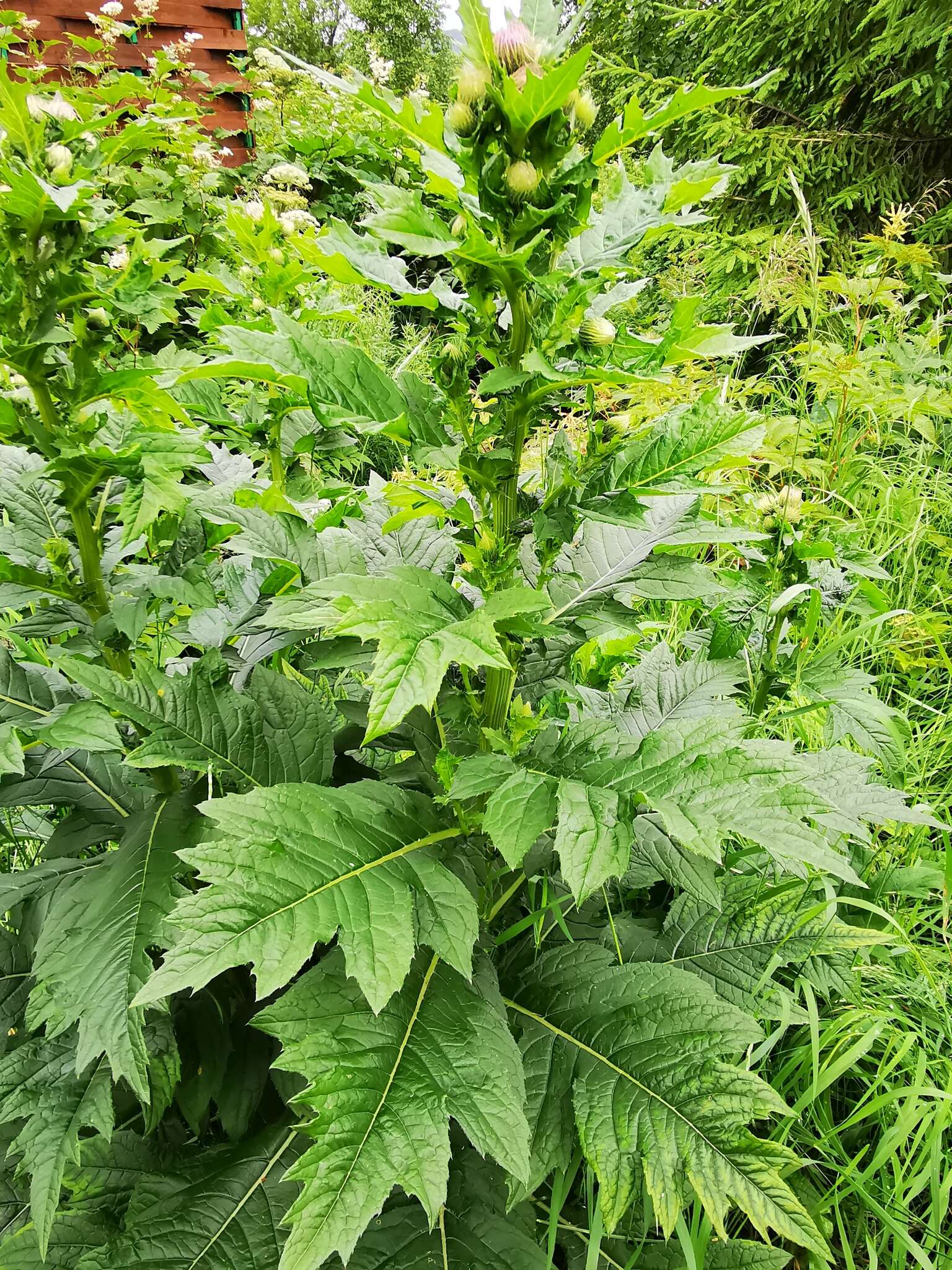 Imagem de Cirsium kamtschaticum Ledeb. ex DC.