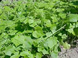 Image of oneseed bur cucumber