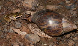 Image de Lissachatina immaculata