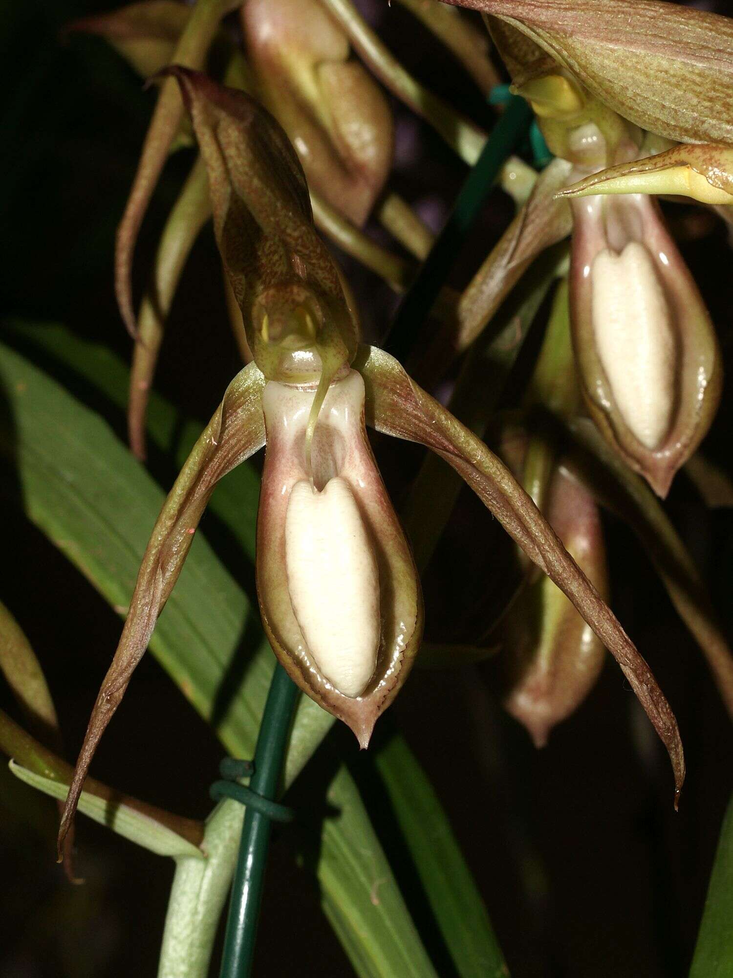 Image of catasetum